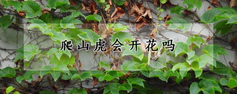爬山虎会开花吗