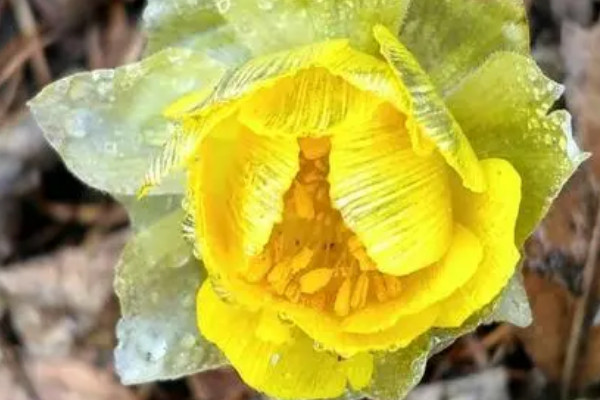 世间十大最妖艳的花 世界十大最漂亮的花