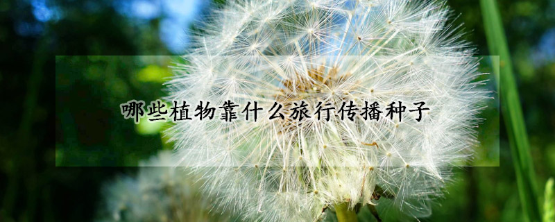 哪些植物靠什么旅行传播种子