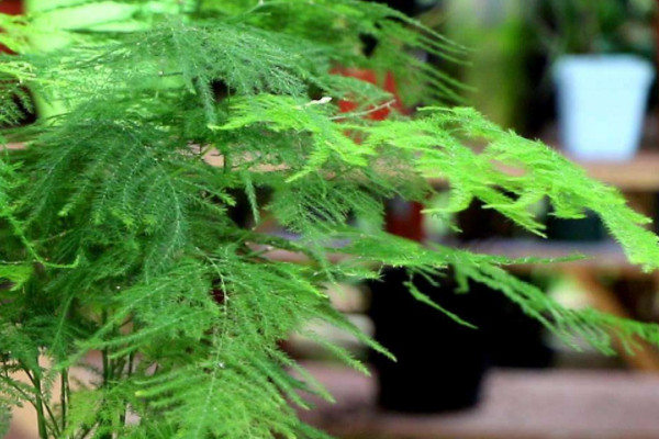 水培植物有哪些 家养