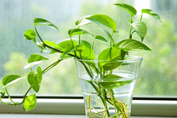 水培植物有哪些 家养
