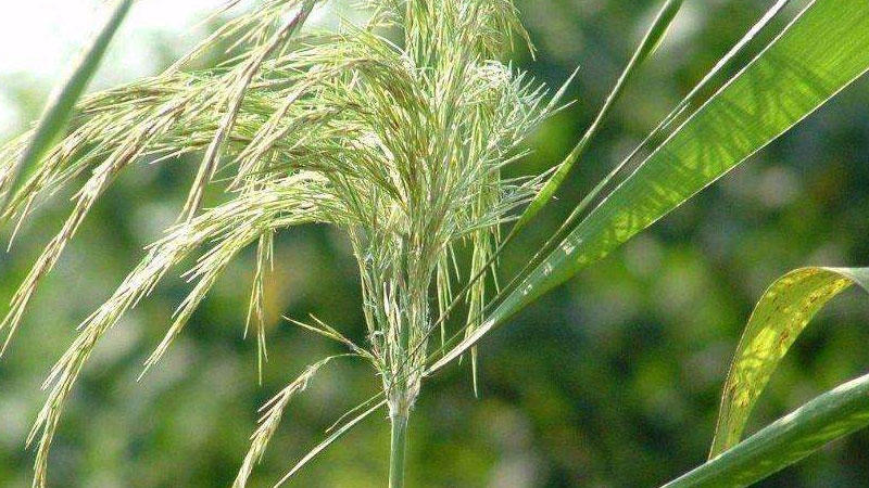 芦根是什么植物的根