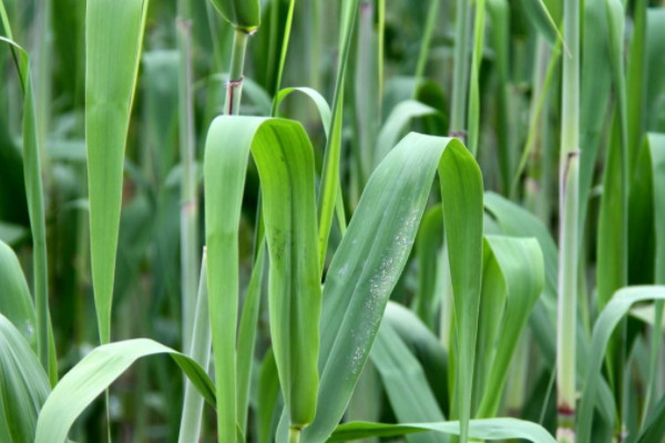 芦根是什么植物的根