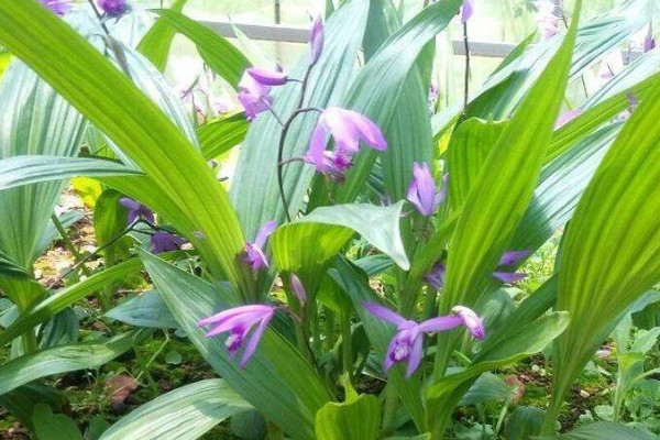 白芨价格 2022白芨价格40-250元一斤