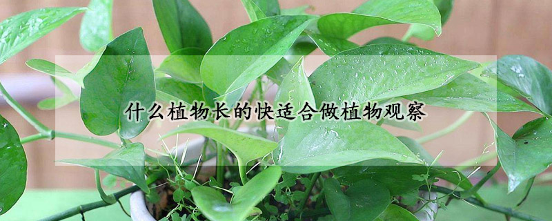什么植物长的快适合做植物观察