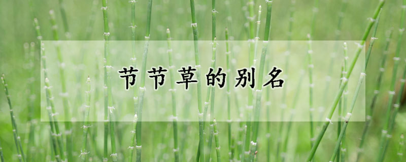 节节草的别名