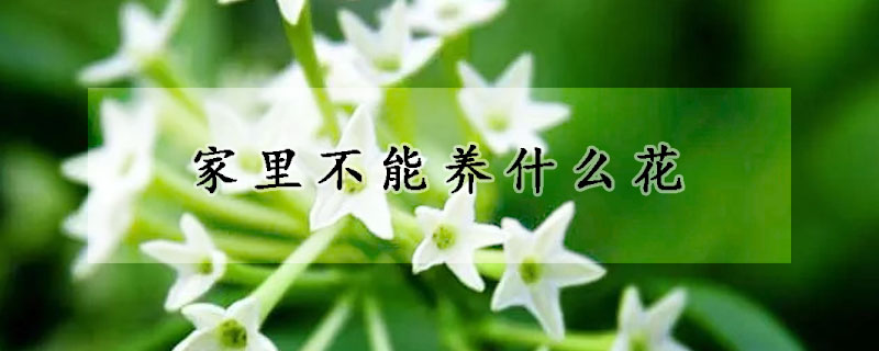 家里不能养什么花