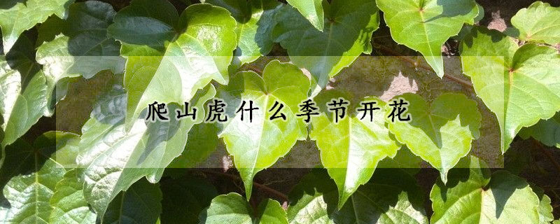 爬山虎什么季节开花