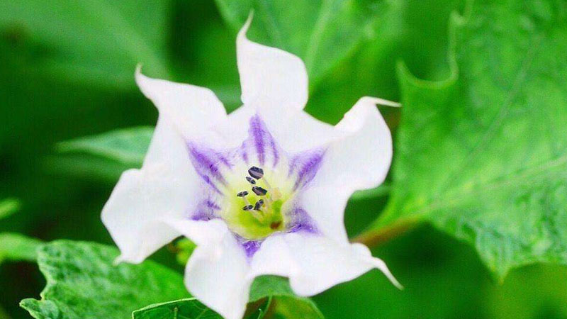 曼陀罗花好养吗