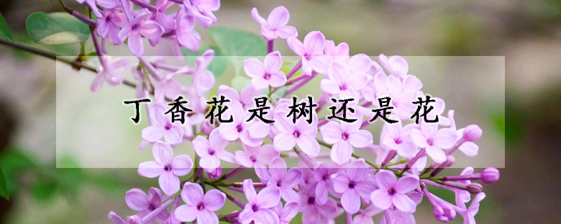 丁香花是树还是花