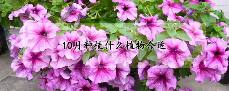 10月种植什么植物合适