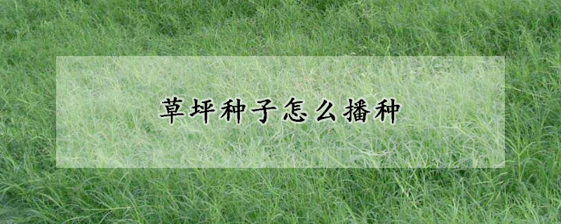 草坪种子怎么播种