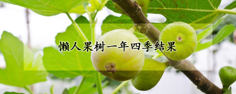 懒人果树一年四季结果