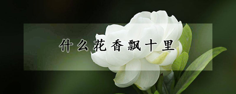 什么花香飘十里