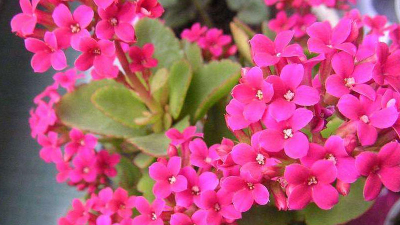 卧室里放什么鲜花好