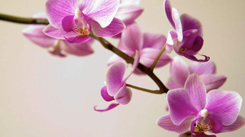 餐桌上摆放什么鲜花最好