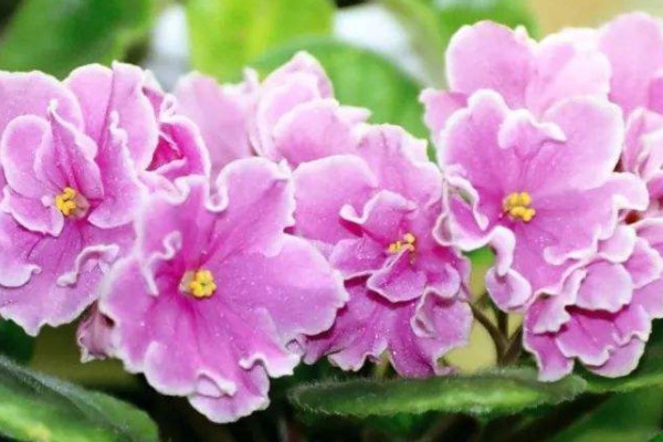 新家摆什么花最合适