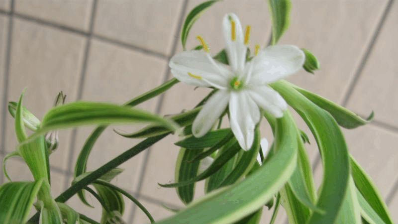 新家摆什么花最合适