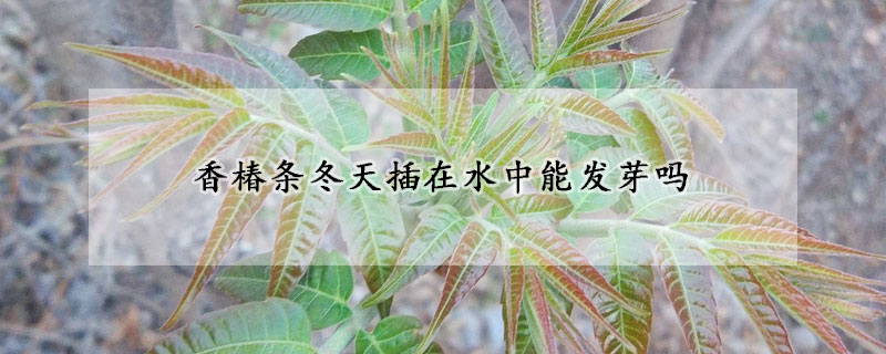香椿条冬天插在水中能发芽吗