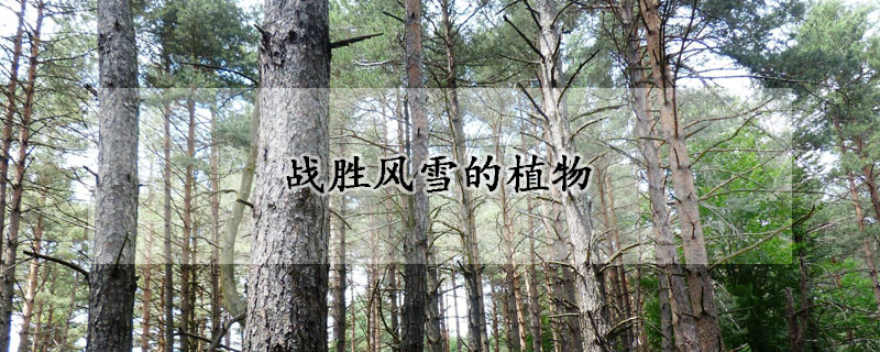 战胜风雪的植物