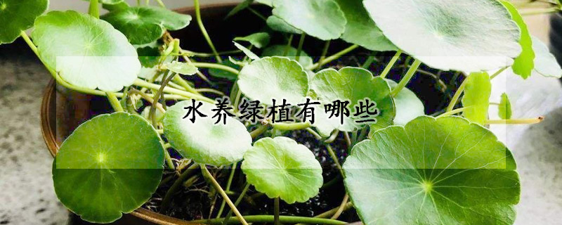 水养绿植有哪些
