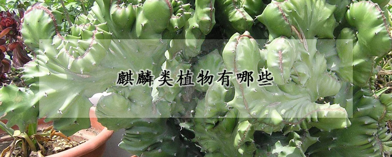 麒麟类植物有哪些
