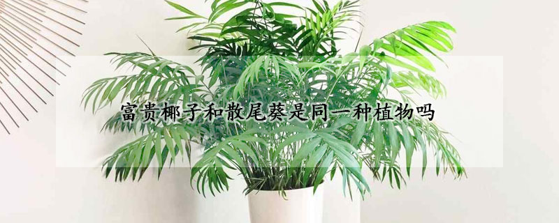 富贵椰子和散尾葵是同一种植物吗