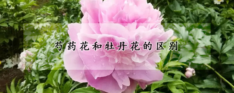 芍药花和牡丹花的区别