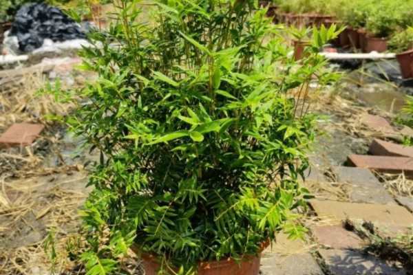 凤尾竹有毒吗能放在卧室吗