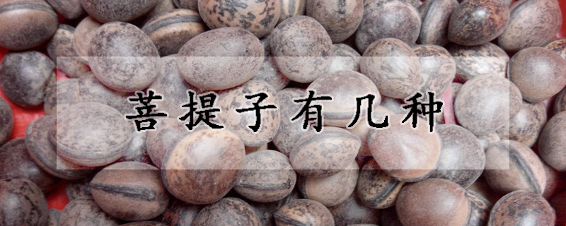 菩提子有几种