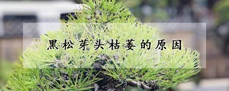 黑松芽头枯萎的原因