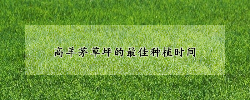高羊茅草坪的最佳种植时间
