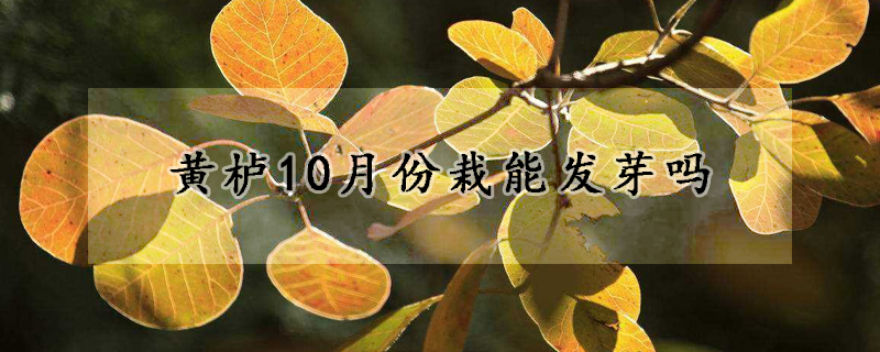 黄栌10月份栽能发芽吗