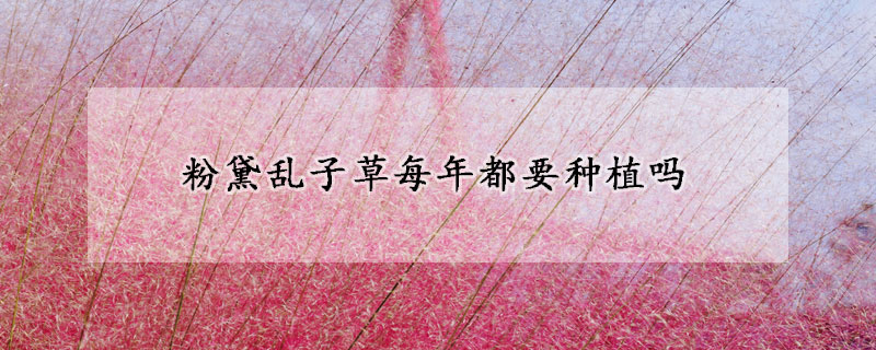 粉黛乱子草每年都要种植吗
