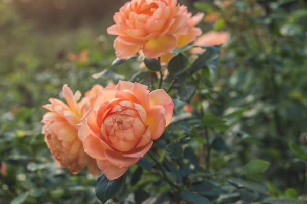 玫瑰花和月季花的区别在哪里