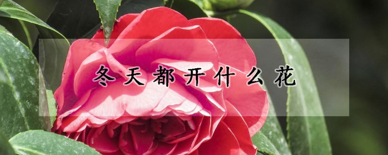 冬天都开什么花
