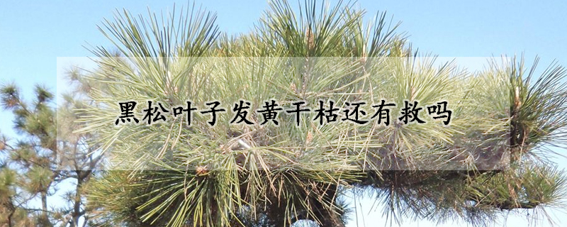 黑松叶子发黄干枯还有救吗