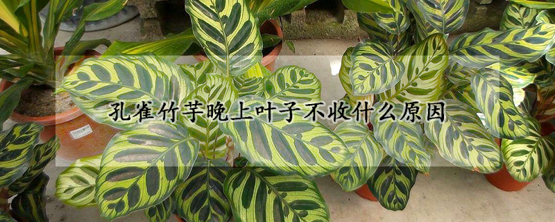 孔雀竹芋晚上叶子不收什么原因
