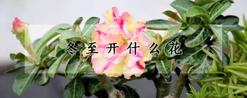 冬至开什么花