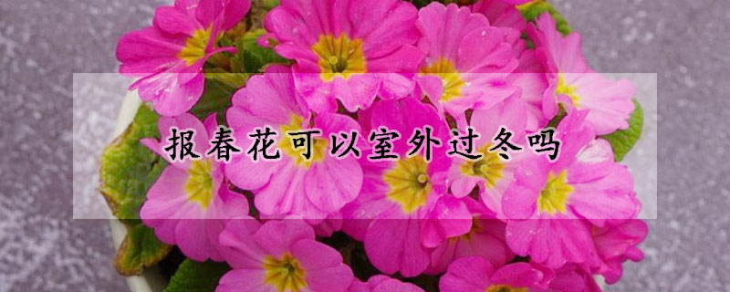 报春花可以室外过冬吗