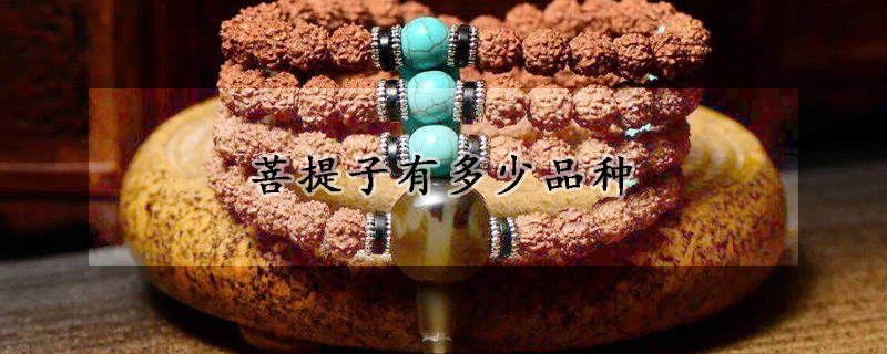 菩提子有多少品种