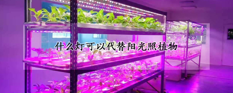 什么灯可以代替阳光照植物