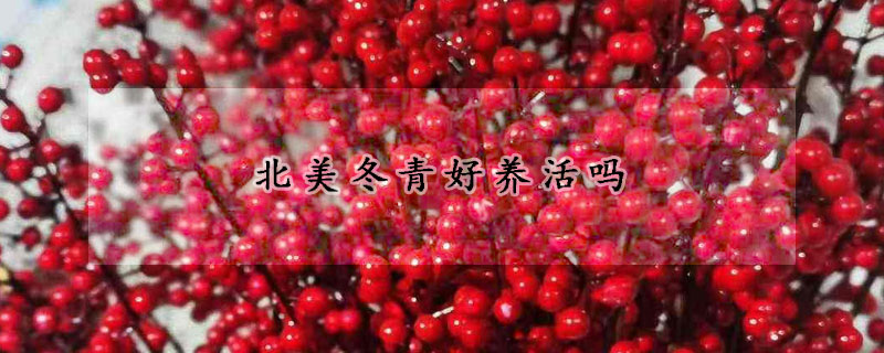 北美冬青好养活吗