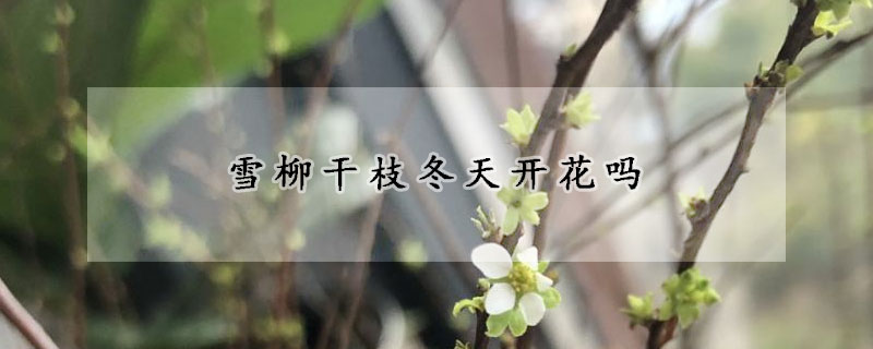 雪柳干枝冬天开花吗