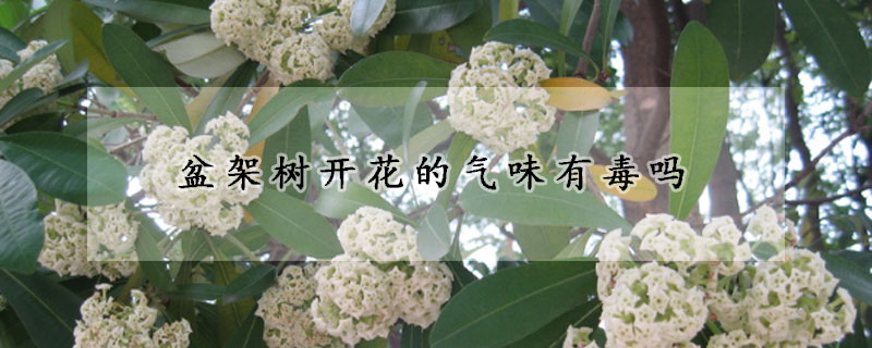盆架树开花的气味有毒吗