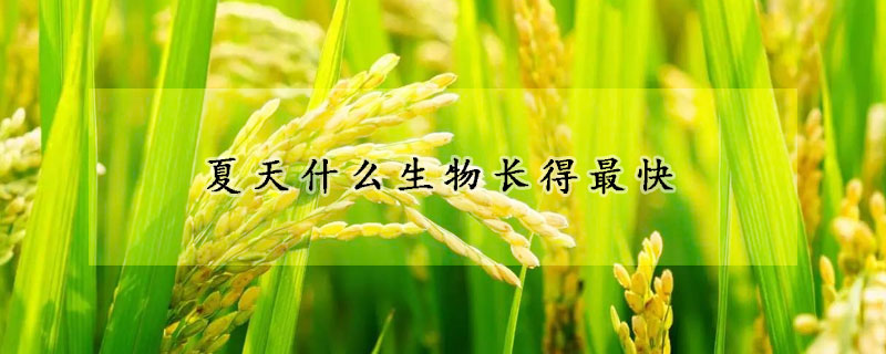 夏天什么生物长得最快