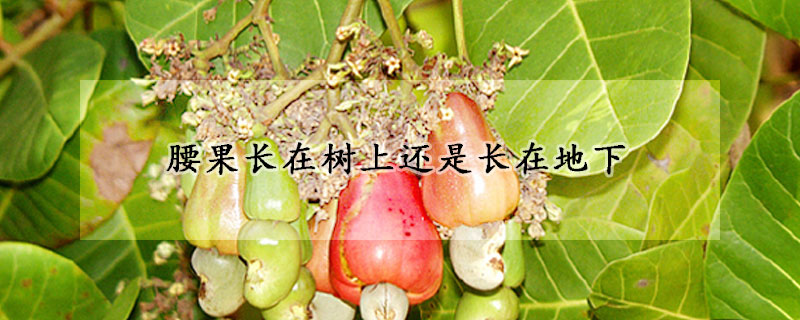 腰果长在树上还是长在地下