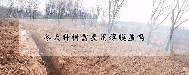 冬天种树需要用薄膜盖吗
