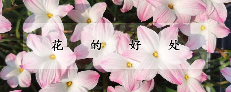 花的好处