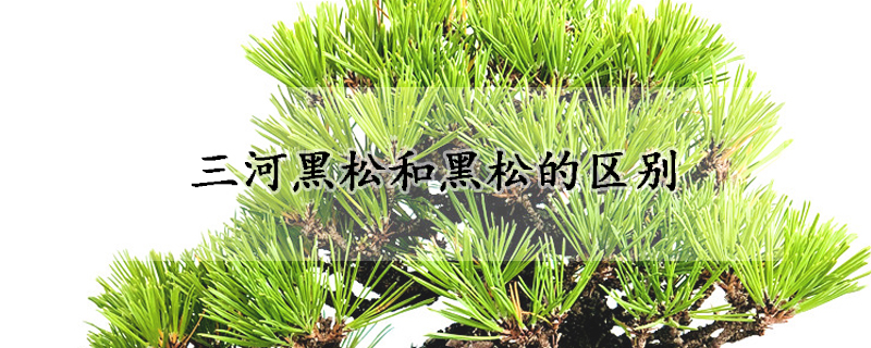 三河黑松和黑松的区别